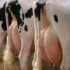 Nebunia climatică: Danemarca introduce o taxă de 100 dolari pe fiecare vacă pentru a descuraja emisiile de carbon