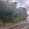 Trafic feroviar perturbat, între staţiile Beclean pe Someş şi Şintereag, din cauza unor copaci rupţi de vânt – FOTO