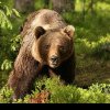 Turişti atacați de urs la Slănic Moldova