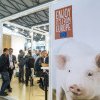 China a inițiat o investigație antidumping privind importurile de carne de porc din UE