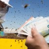 Apicultorii vasluieni pot depune cererile de plată pentru intervențiile din sectorul apicol