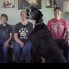 Cel mai înalt câine din lume: Când se ridică în două labe, Kevin are aproape 2 metri și jumătate