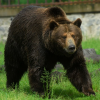 Un cuplu de turiști a fost atacat de un urs, în stațiunea Slănic Moldova
