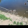 200 de kg de pește mort descoperit pe un luciu de apă de lângă râul Siret în zona amonte a podului rutier DJ208 din Dolhasca