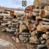 Lovitură dură dată mafiei lemnului: amenzi de 113.000 de lei și material lemnos confiscat în valoare de peste 4 milioane de lei