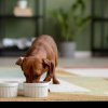 Tu cu ce îți hrănești câinele - plicuri cu hrană umedă sau mâncare uscată
