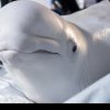 Doi delfini albi au fost transferaţi în cadrul unei operaţiuni „de mare risc” din Ucraina în Spania