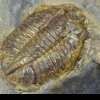 Fosilele unor creaturi marine vechi de 500 de milioane de ani, uimitor de bine conservate, au fost găsite în Maroc: „Am simţit că mă uit la animale vii”