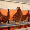 Gripa aviară, „principalul candidat” pentru următoarea pandemie