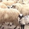 Tragedie în Argeș. Mai multe persoane au ajuns la spital și 50 de oi au murit după un tratament împotriva scabiei