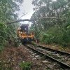 Tren oprit de copacii rupți în timpul vijeliei între Toplița și Lunca Bradului