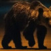 Un urs a apărut sâmbătă în stațiunea Sinaia
