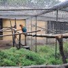 Animale noi de la Zoo Budapesta și Zoo Gyöngyös la Grădina Zoologică Tg Mureș