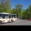 Curse din 30 în 30 de minute spre Zoo Târgu Mureş