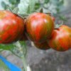 FOTO ”Rapsodia”, tomata cherry tricoloră, urmează să fie brevetată de cercetătorii din Buzău