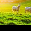 Licitație pentru închirierea a 18,4 hectare de pășuni din Cristești