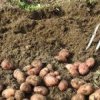 Scade suprafața cultivată cu cartofi, în Harghita