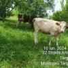 Vaci, lăsate la păscut pe o stradă din municipiul Târgu Mureș. Proprietarul, amendat cu 500 de lei