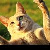 8 gesturi greșite pe care le faci în prezența pisicii. Pot să îi facă rău, să o pună pe fugă sau o determine să atace