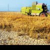 Canicula lovește masiv în agricultorii români! Se extinde SECETA la grâu şi porumb: avertismentul ANM