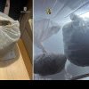 Captură record în Satu Mare: Doi dealeri au fost prinși în timp ce încercau să vândă 1 kg de canabis