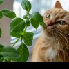 Ce nu-ți spune pisica ta: Cele mai iritate mirosuri, pe care felinele le detestă