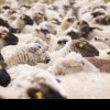 Cinci angajați spitalizați și 50 de oi moarte din cauza unei substanțe toxice la o fermă din Argeș