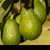 Cum grăbim coacerea unui avocado. Detaliul care face diferența