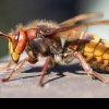 Cum să scapi de viespi. Sfaturi de la grădinari ca să ții departe supărătoarele insecte