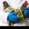 Gripa aviară a făcut o victimă! Anunțul OMS: Este primul caz uman de infecţie confirmat de laborator