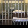 Închisoarea e acasă! Motivul halucinant pentru care un criminal a recidivat: caz șocant la Iași