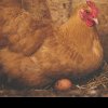 Ingredientul care ajută găinile să facă mai multe ouă. Se găsește peste tot și costă doar un leu