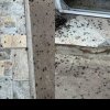 Localitate din România, invadată de muște. Imagini halucinante, insectele formează adevărate covoare negre, oamenii sunt disperați