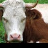 O turistă a fost ucisă de vaci în Alpii austrieci. Cum a fost posibil un astfel de incident