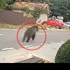 RO-Alert într-o localitate din Buzău: un urs a fost surprins plimbându-se nestingherit pe străzi, în plină zi. Imagini halucinante
