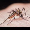 Se înmulțesc și se răspândesc țânțarii periculoși care nu existau în Europa! Ce boli pot transmite