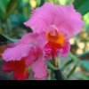 Trucurile grădinarilor pentru a face orhideea să înflorească de 3 ori pe an