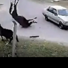 „A galopat și nu l-am putut opri”. Un adolescent și calul pe care îl furase „de distracție”, loviți de mașină, în Argentina | VIDEO