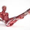 Câţi muşchi sunt în corpul uman