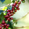 Ce este cafeaua Single Origin?