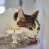 Cum să stimulezi consumul de apă la pisici?