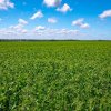 Mazărea de câmp – 4 aspecte-cheie pentru o recoltă de calitate 