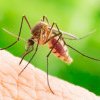 Numărul cazurilor de febră denga şi al bolilor cauzate de ţânţari, în creștere în Europa, avertizează ECDC