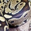 O femeie a fost mâncată de un piton reticulat și a fost găsită după o zi, întreagă, în stomacul șarpelui, în Indonezia