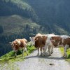 O femeie aflată în excursie de ziua ei în Alpii austrieci a fost ucisă de o turmă de vaci. Fiicele ei, rănite