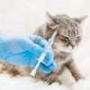 Pisica adusă la veterinar „a smuls” seringa din mâinile doctorului și i-a înțepat ajutorul, în Germania. Asistentul a ajuns la spital