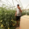 REPORTAJ. Bătălia pentru roșia românească se dă în vămi. Apelul unui fermier din Olt: „Opriți importurile! Producem destule tomate să dăm și la alții!”