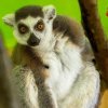 Un tânăr a furat un lemur de la Grădina Zoologică din Călăraşi. King Julien, găsit într-o clădire abandonată, era legat de picioare: „A fost traumatizat”