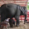 FOTO O femelă de elefant a născut gemeni, un eveniment rar la această specie