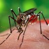 Creşte numărul de cazuri de febră denga şi de boli cauzate de ţânţari în Europa